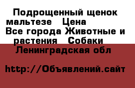 Подрощенный щенок мальтезе › Цена ­ 15 000 - Все города Животные и растения » Собаки   . Ленинградская обл.